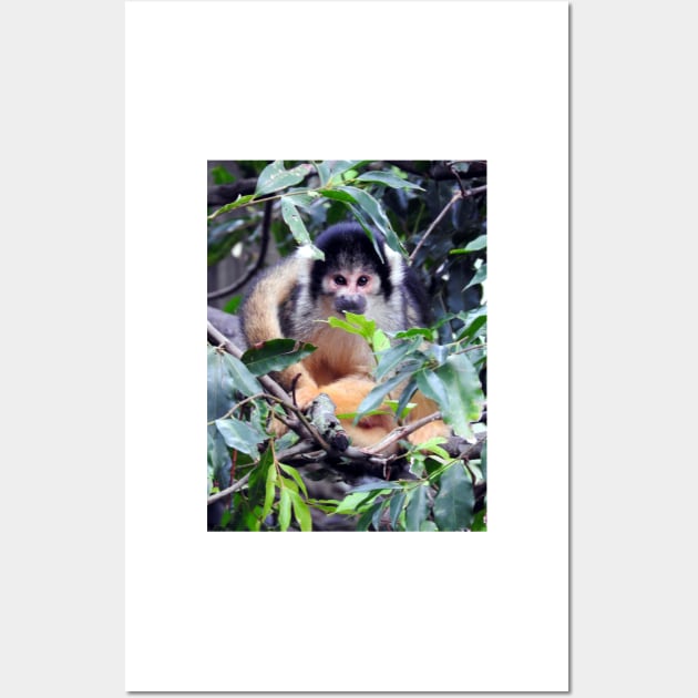 Squirrel Monkey Wall Art by kirstybush